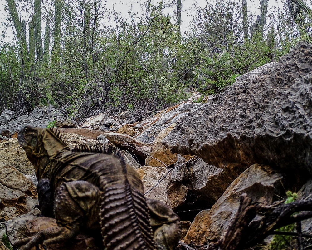 Photo dIguane Caméra monitoringn